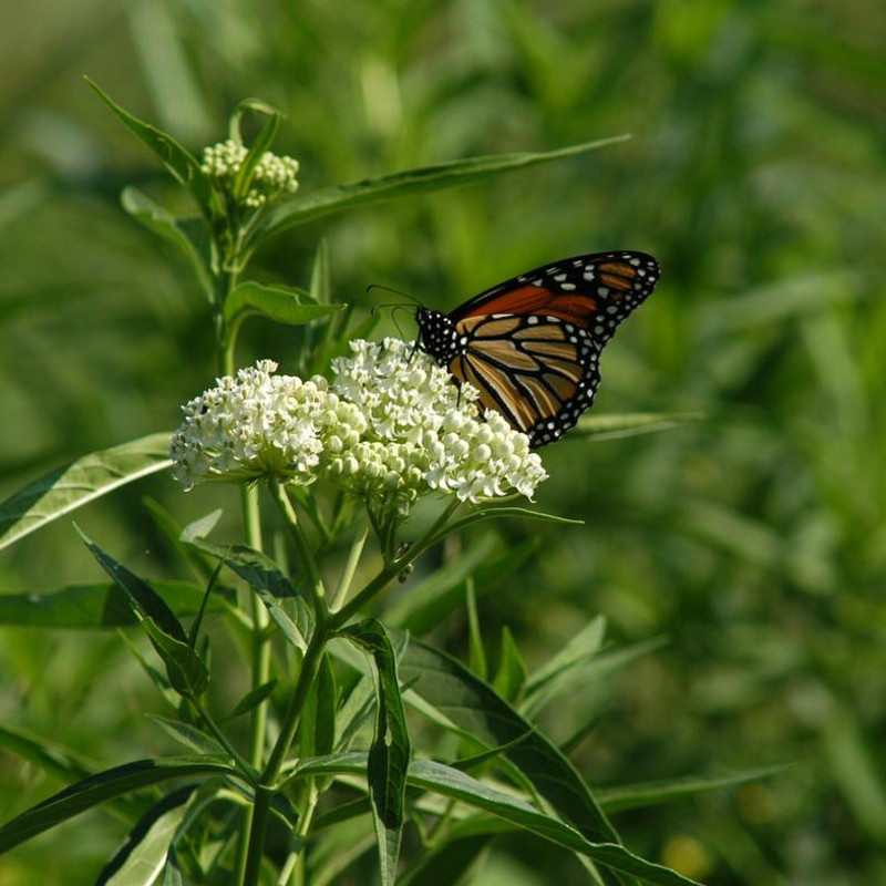 American Beauties Native Plants Asclepias incarnata Ice Ballet - Thumbnail 3