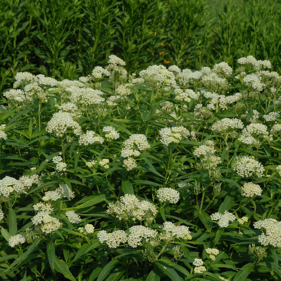 American Beauties Native Plants Asclepias incarnata Ice Ballet - Thumbnail 4