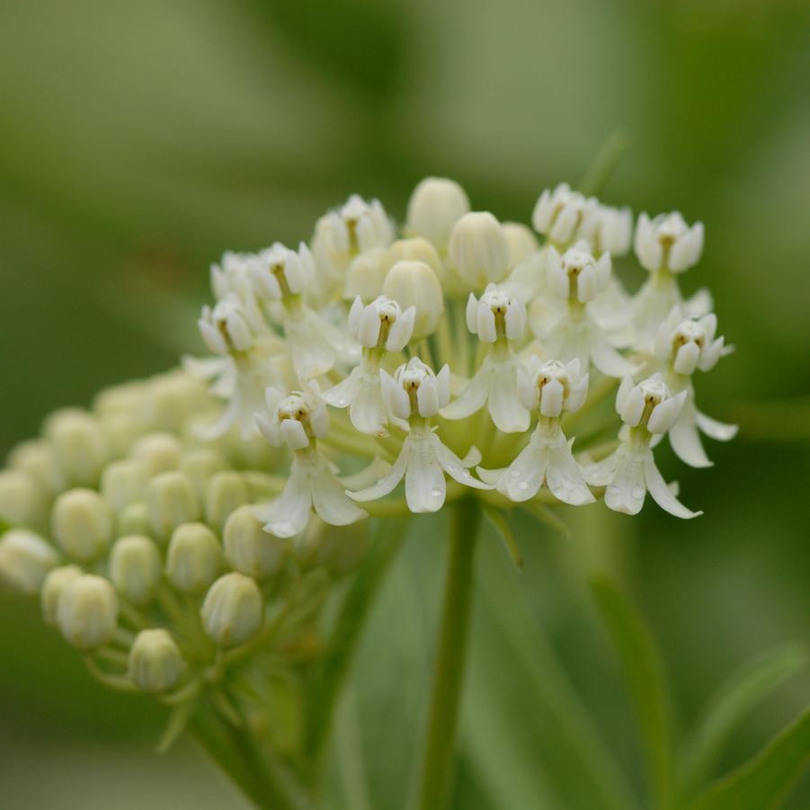 American Beauties Native Plants Asclepias incarnata Ice Ballet - Thumbnail 2