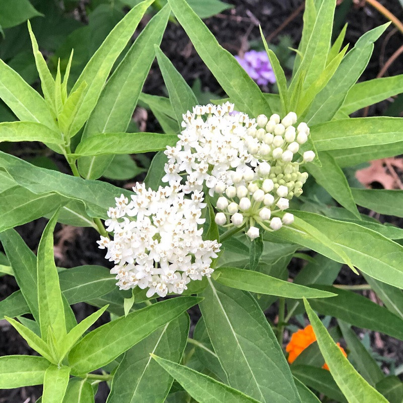 American Beauties Native Plants Asclepias incarnata Ice Ballet - Thumbnail 5