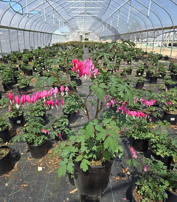 Old Fashioned Bleeding Heart | Plant Addicts