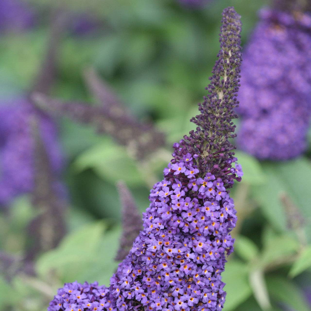 Image of Close-up of Pugster Blue Butterfly Bush Flowers