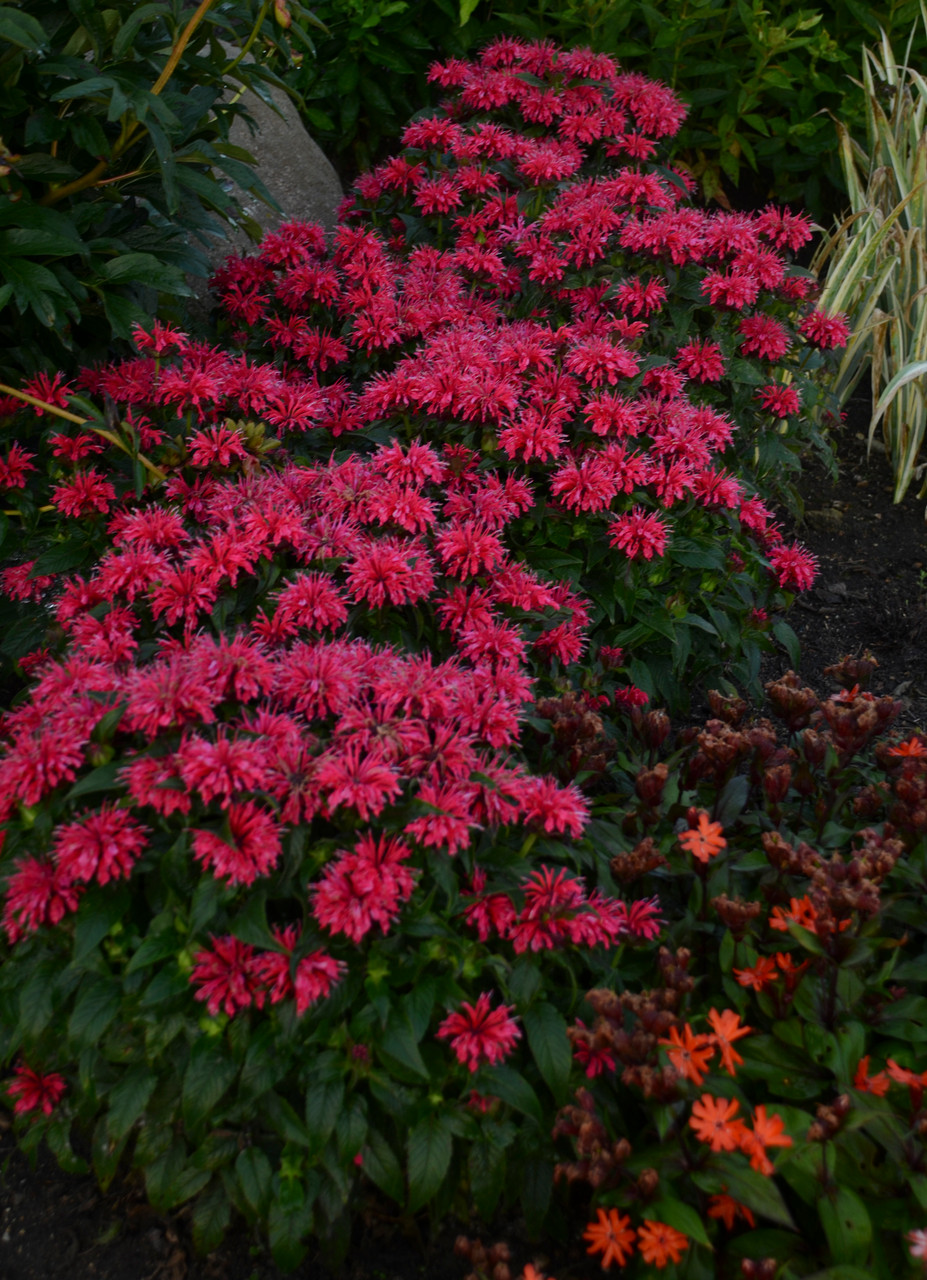 Sugar Buzz Bee Balm - Thumbnail 3