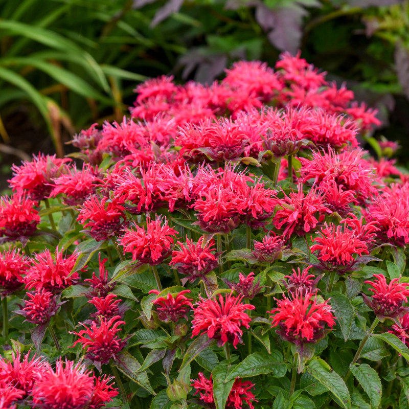 Sugar Buzz Bee Balm