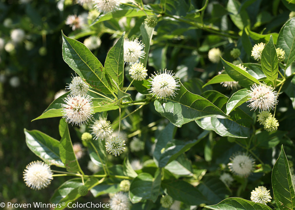 Cephalanthus Sugar Shack 2.0 Dwarf Buttonbush - Thumbnail 2