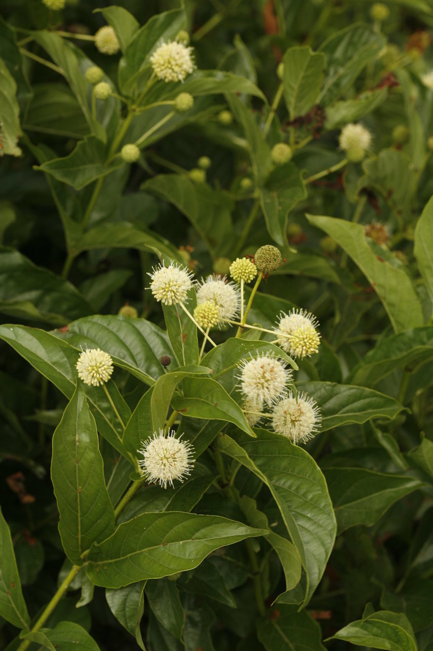 Cephalanthus Sugar Shack 2.0 Dwarf Buttonbush - Thumbnail 4