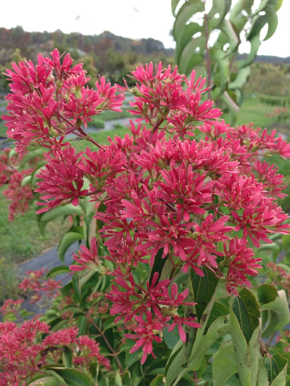 Proven Winners Temple Of Bloom Seven-Son Flower - Thumbnail 3