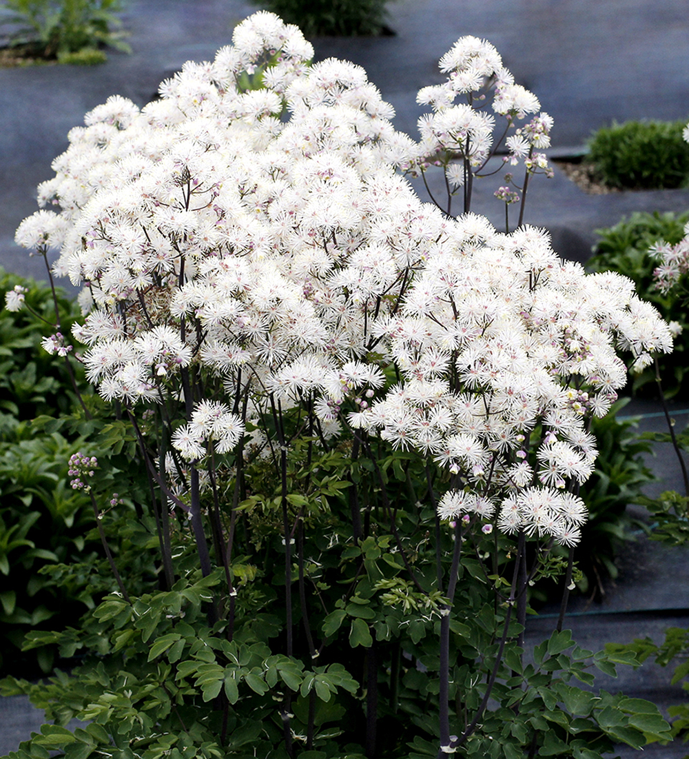 Plants that Work Meadow Rue