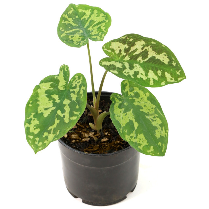 Plant Addicts Hilo Beauty Alocasia - Thumbnail 3