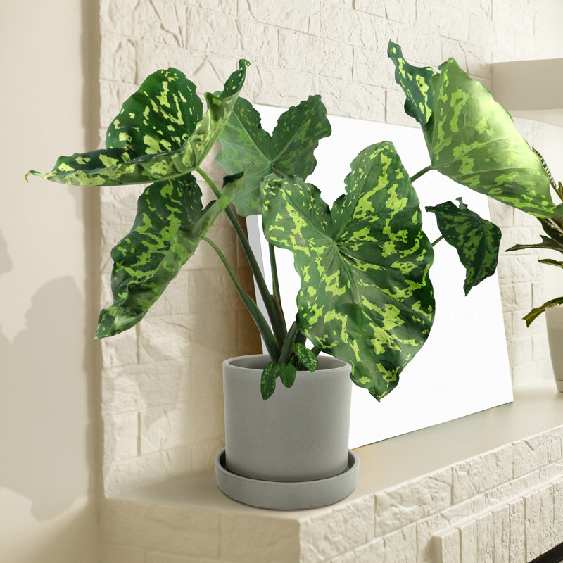 Plant Addicts Hilo Beauty Alocasia - Thumbnail 4
