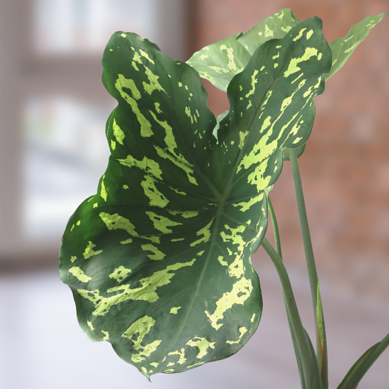 Plant Addicts Hilo Beauty Alocasia