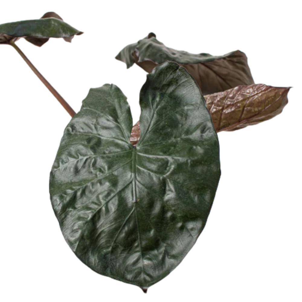 Serendipity Alocasia - Thumbnail 2