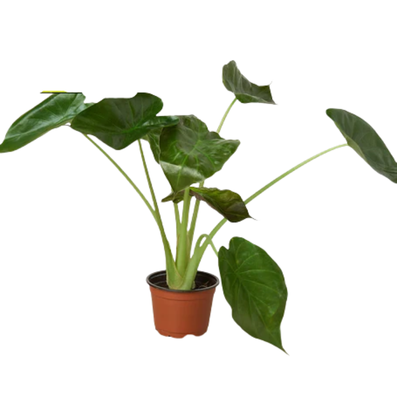 Plant Addicts Wentii Alocasia