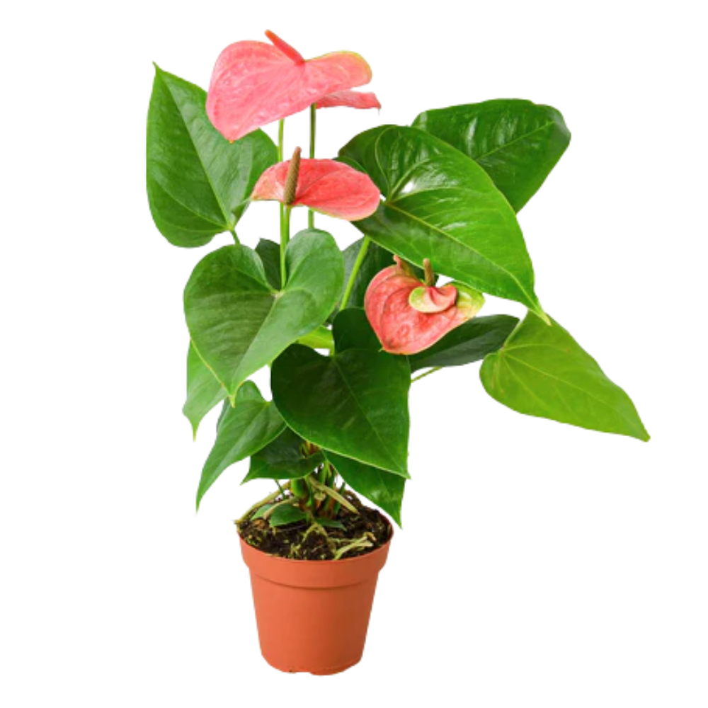 Pink Anthurium - Thumbnail 2