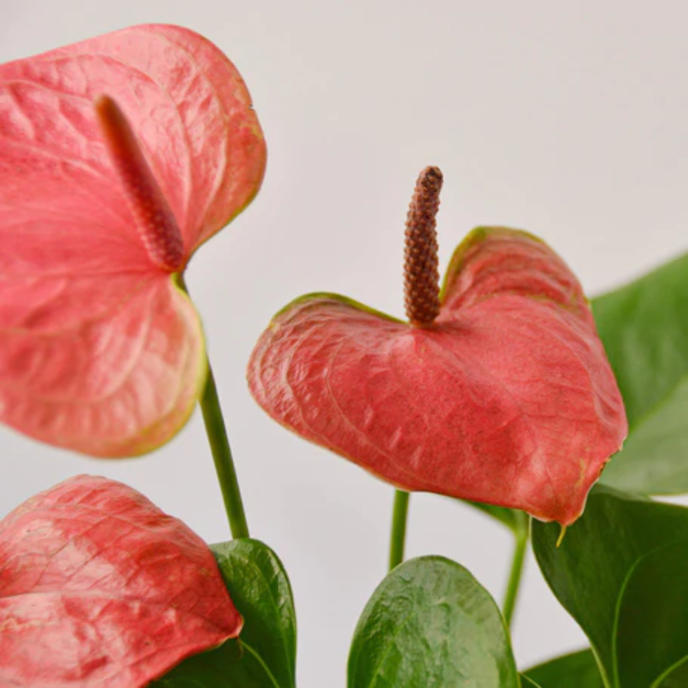Pink Anthurium