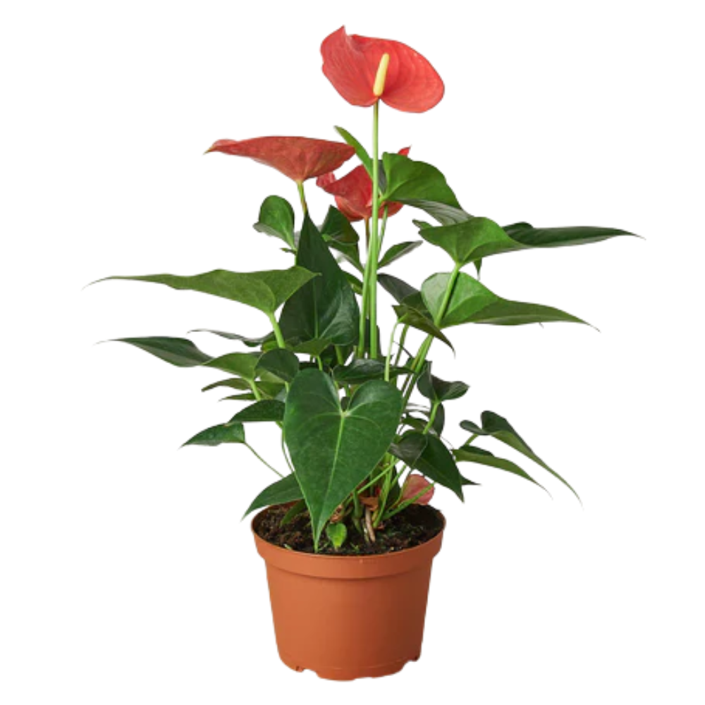 Pink Anthurium - Thumbnail 3