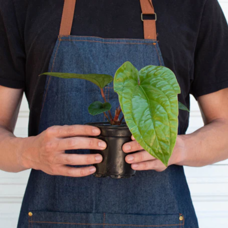 Plant Addicts Radicans X Luxurians Anthurium - Thumbnail 2