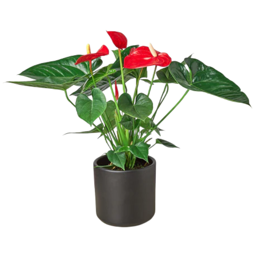 Red Anthurium - Thumbnail 2