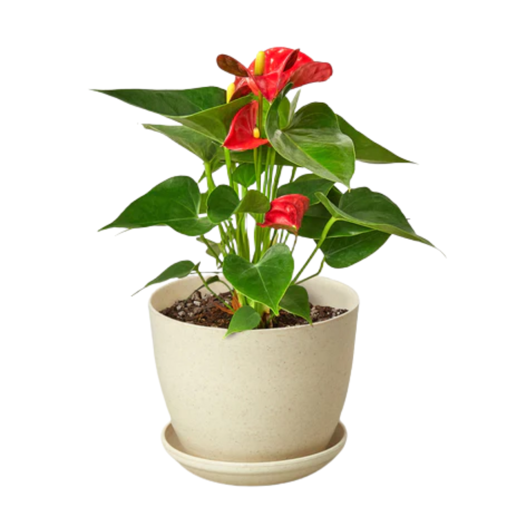Red Anthurium