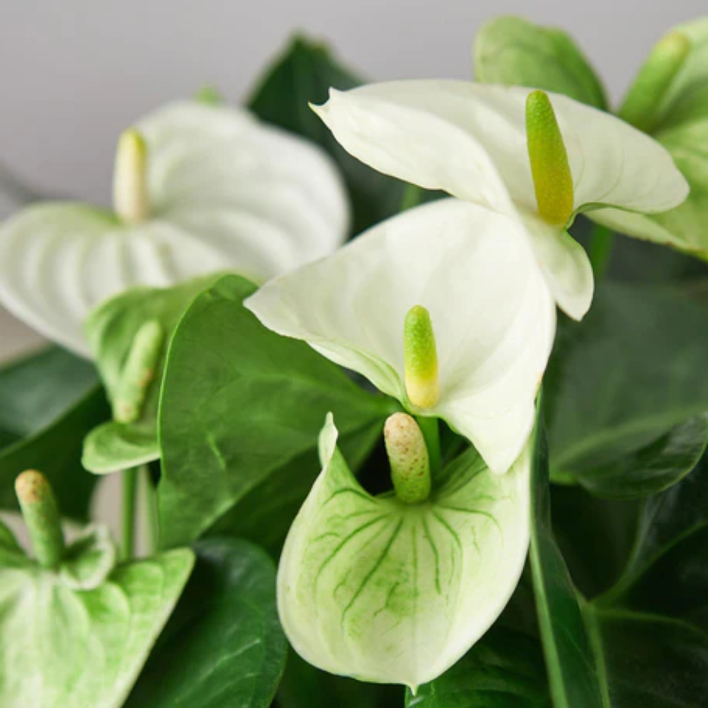 White Anthurium - Thumbnail 4