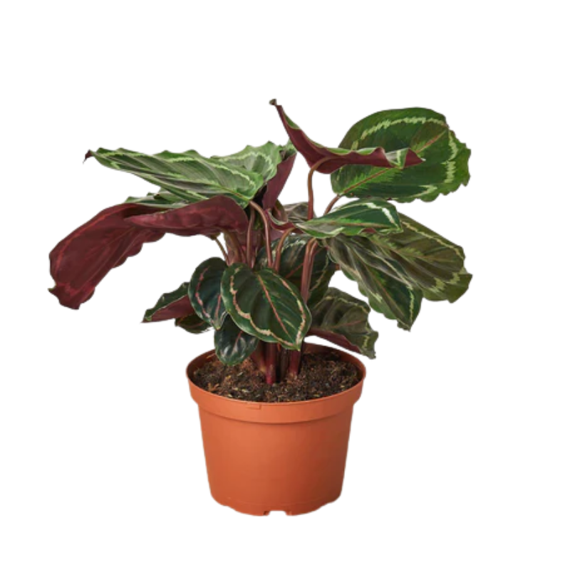 Plant Addicts Medallion II Calathea - Thumbnail 2