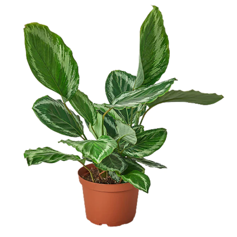 Plant Addicts Medallion III Calathea - Thumbnail 3