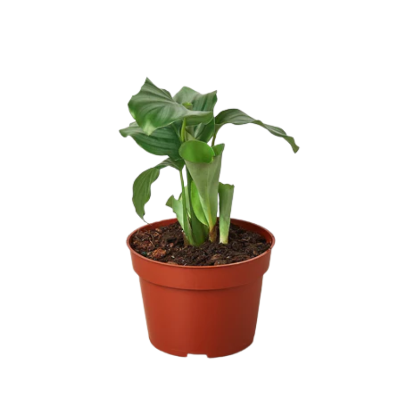 Plant Addicts Orbifolia Calathea