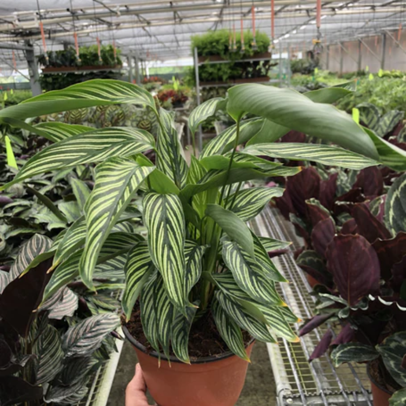Vittata Calathea - Thumbnail 4