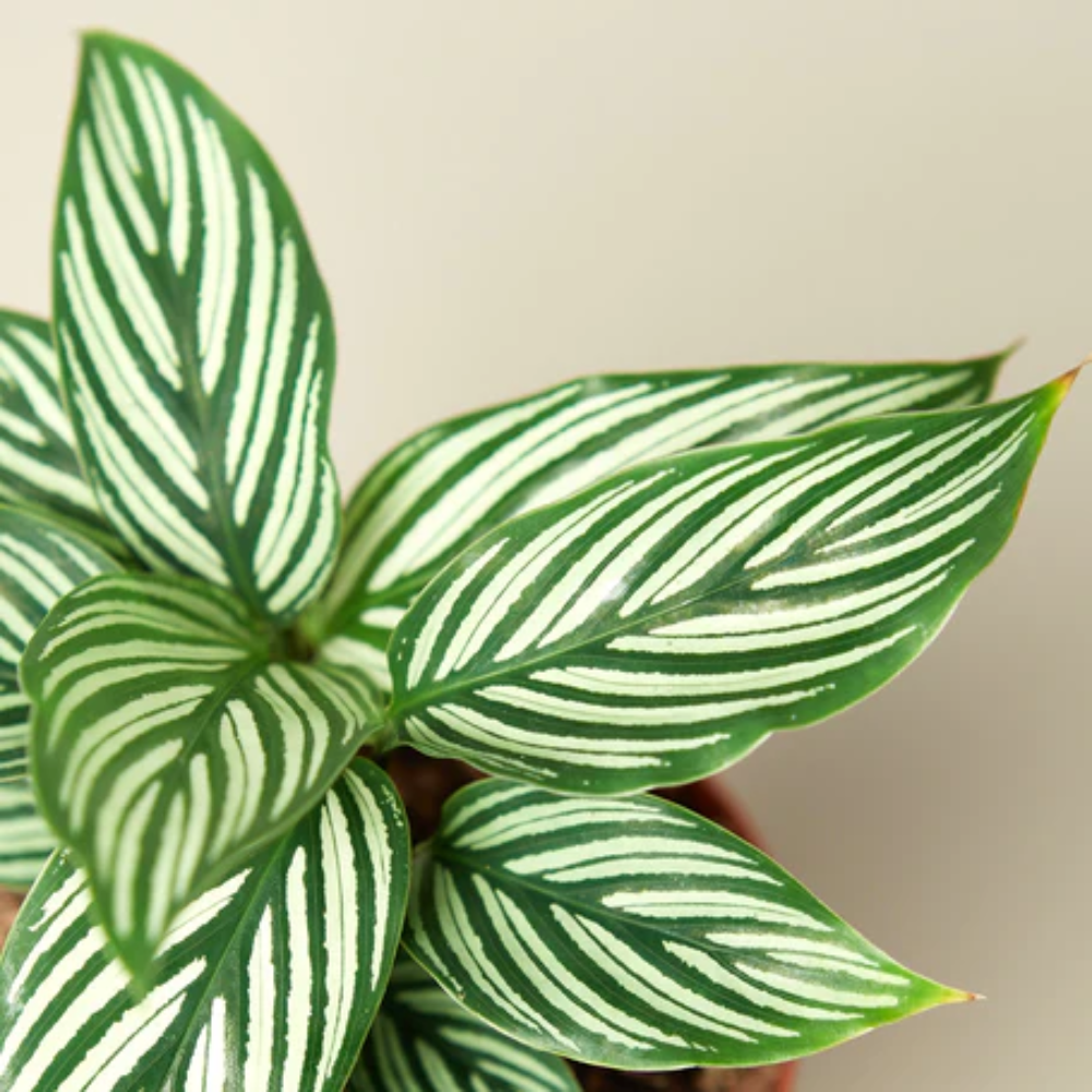 Vittata Calathea - Thumbnail 2