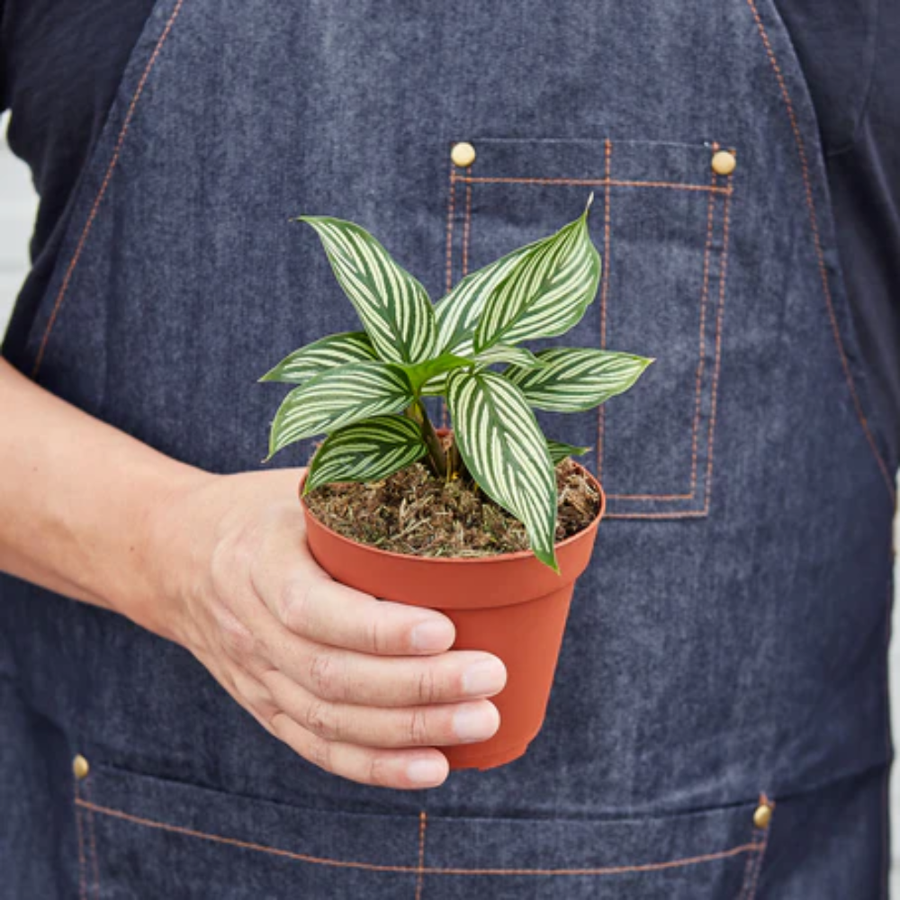 Vittata Calathea - Thumbnail 3