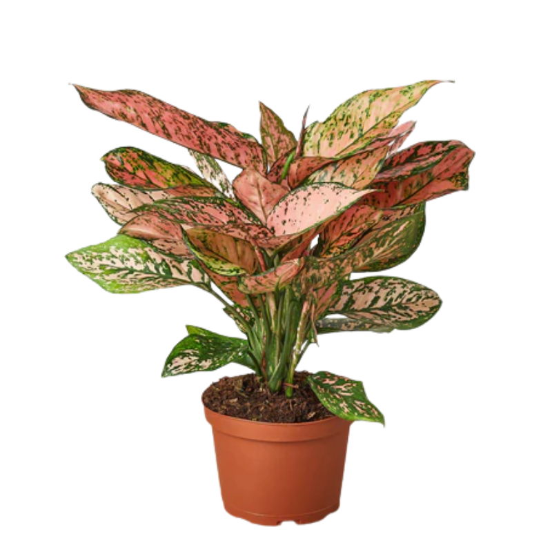 Plant Addicts Lady Valentine Aglaonema - Thumbnail 4