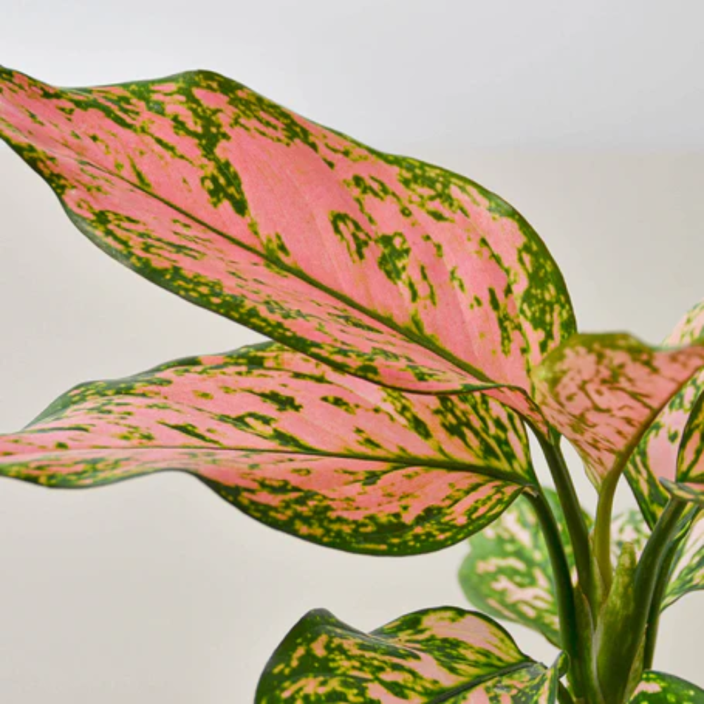 Plant Addicts Lady Valentine Aglaonema