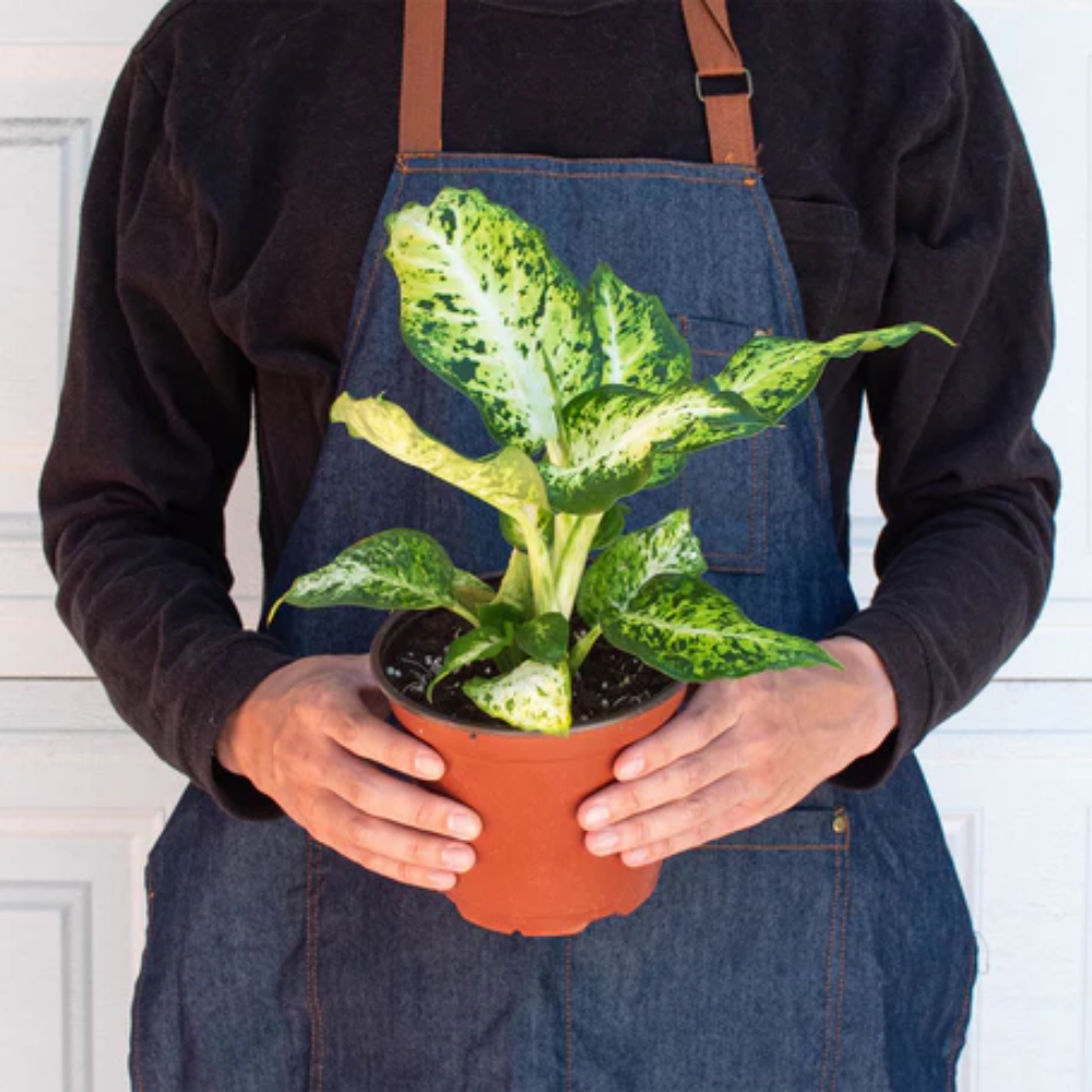 Plant Addicts Amy Dieffenbachia - Thumbnail 2