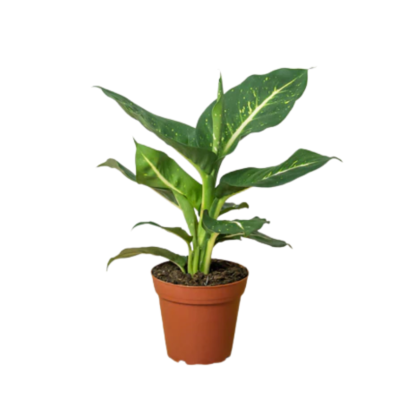 Oerstedii Dieffenbachia