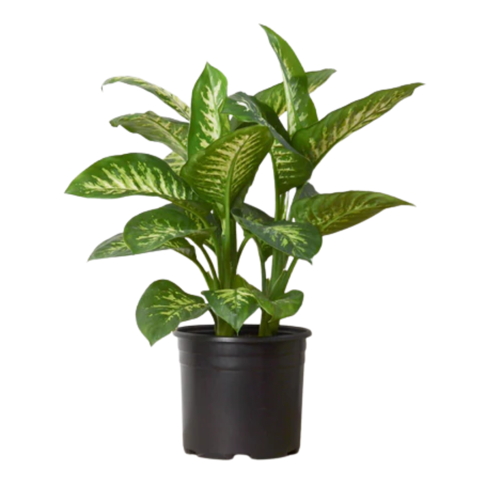 Plant Addicts Tropic Snow Dieffenbachia - Thumbnail 2