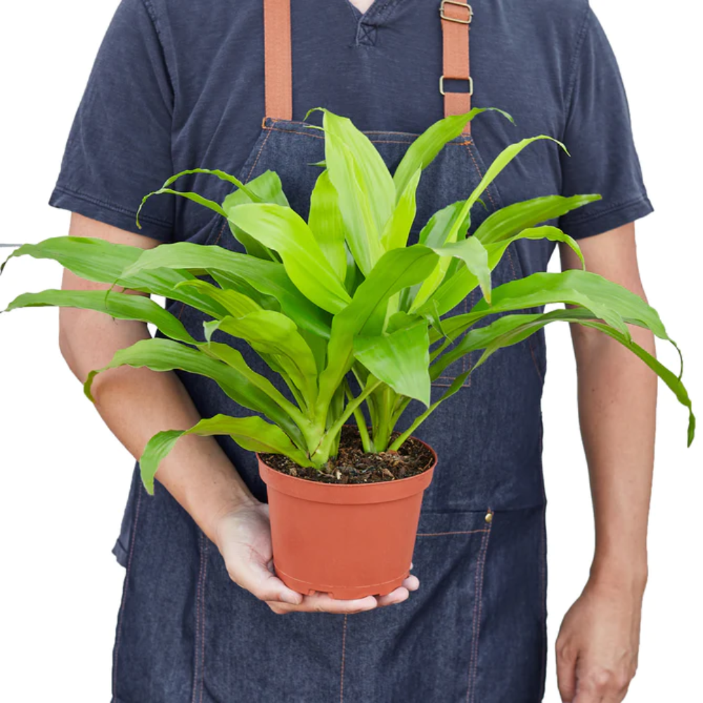 Plant Addicts Limelight Dracaena - Thumbnail 3