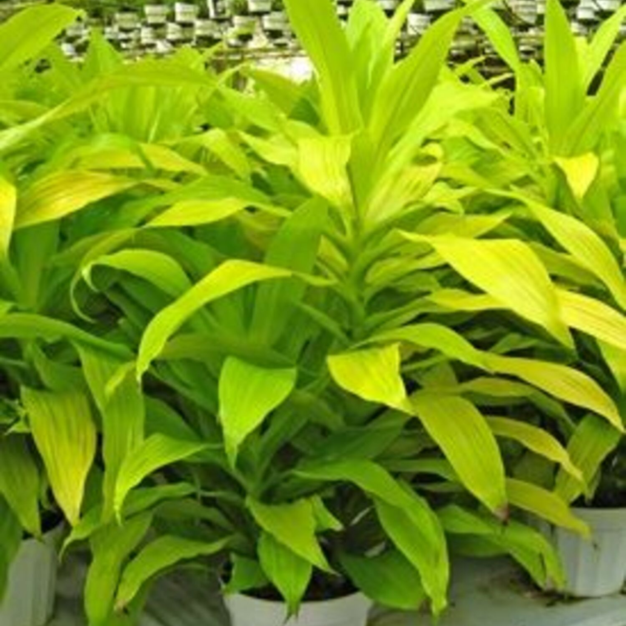 Plant Addicts Limelight Dracaena - Thumbnail 4
