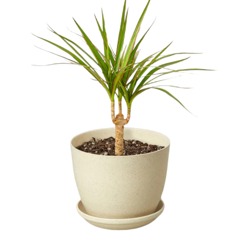 Plant Addicts Marginata Cane Dracaena