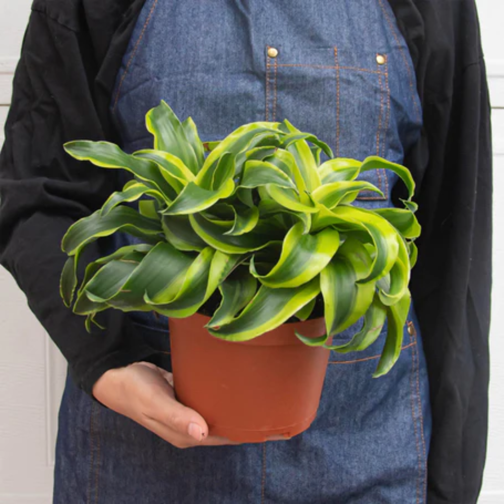 Tornado Dracaena - Thumbnail 4