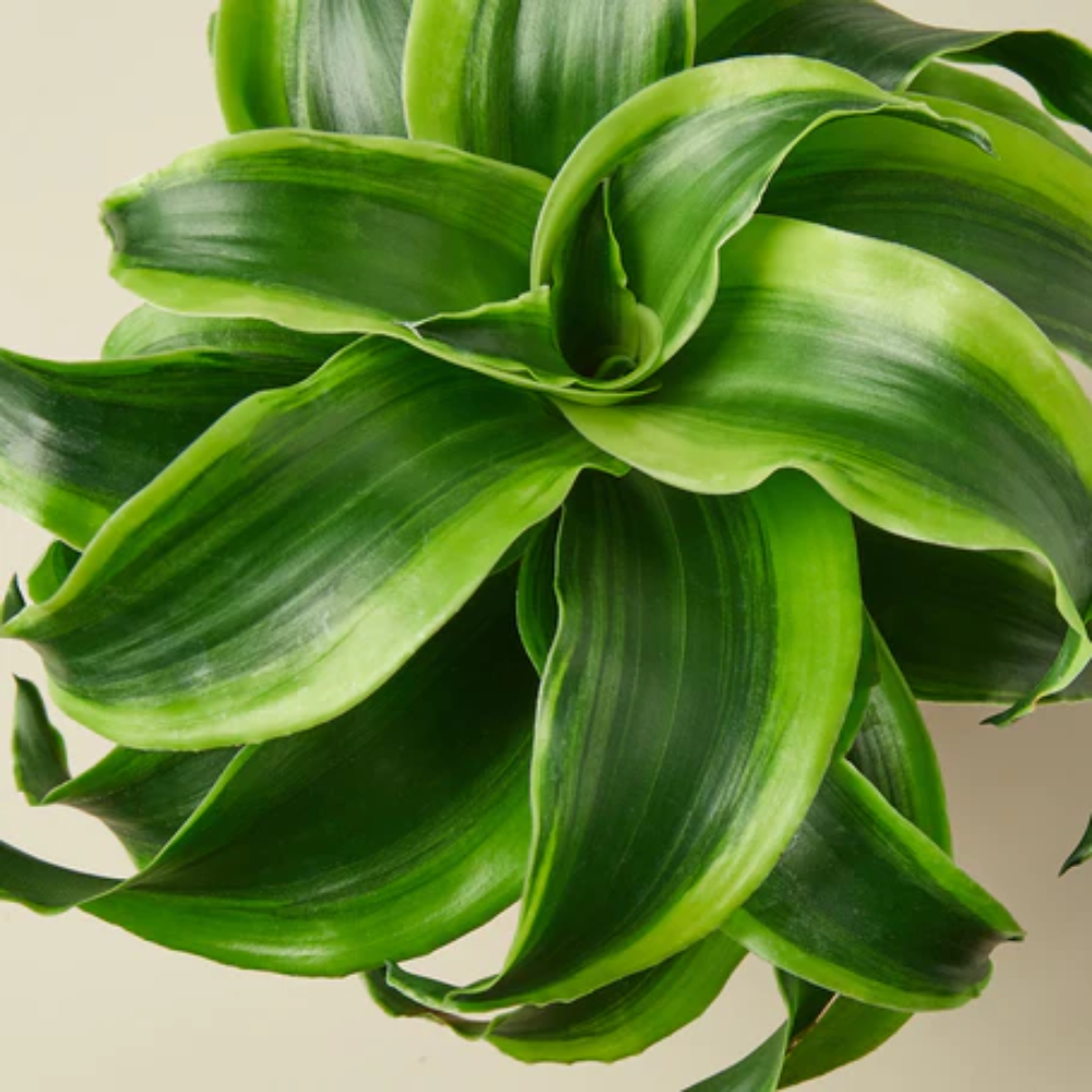 Tornado Dracaena