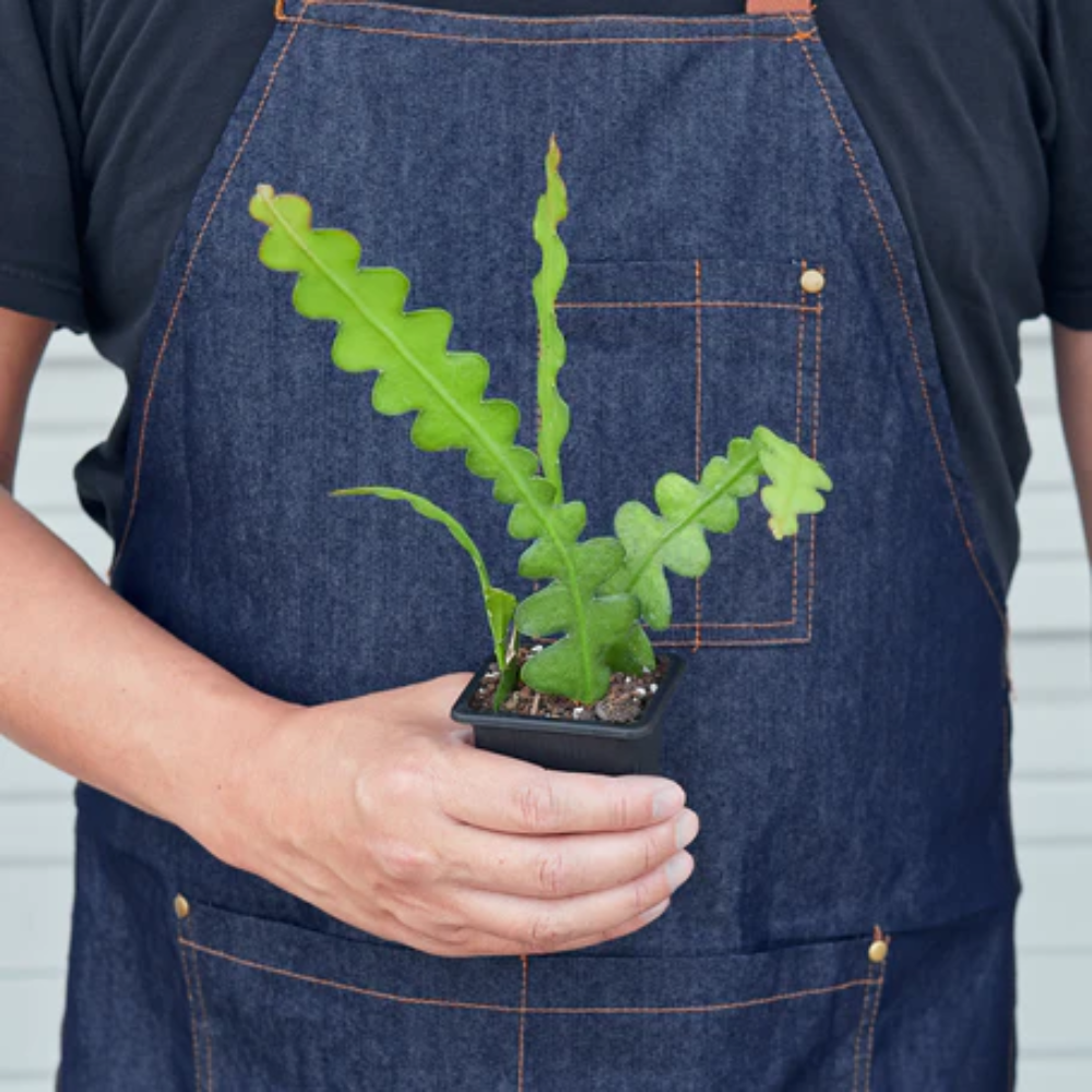 Plant Addicts Ric Rac Cactus - Thumbnail 3