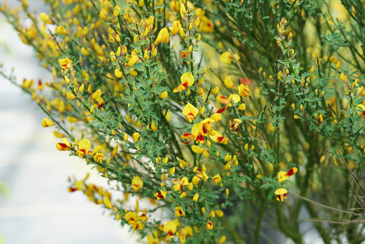 scotch broom plant in maryland