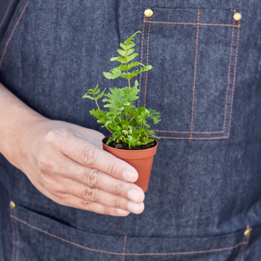 Autumn Fern - Thumbnail 3