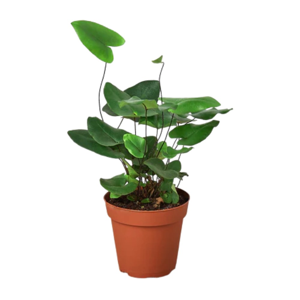 Plant Addicts Heart Fern
