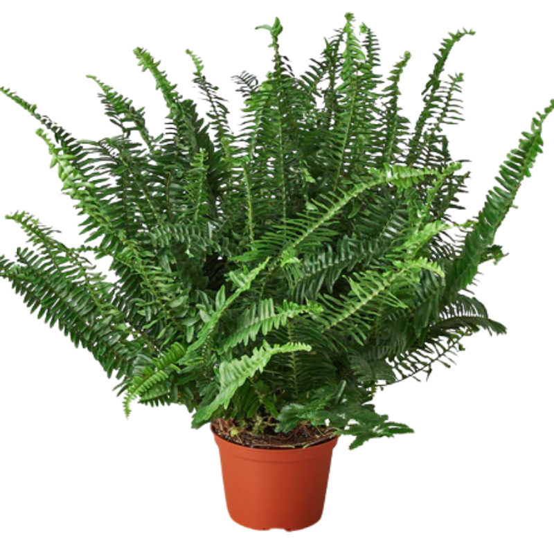 Plant Addicts Jester's Crown Fern - Thumbnail 3