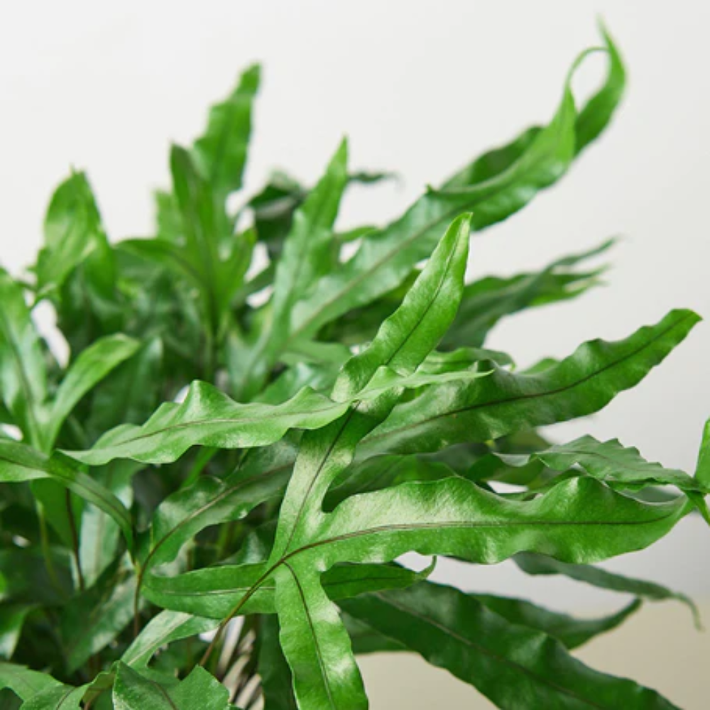 Plant Addicts Kangaroo Paw Fern - Thumbnail 3