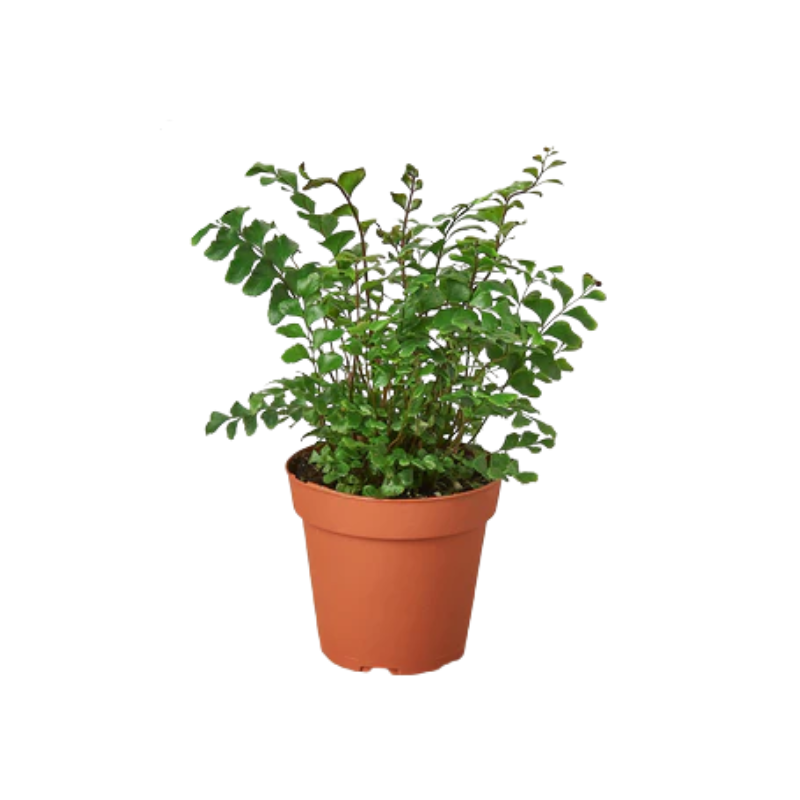 Mahogany Fern - Thumbnail 2