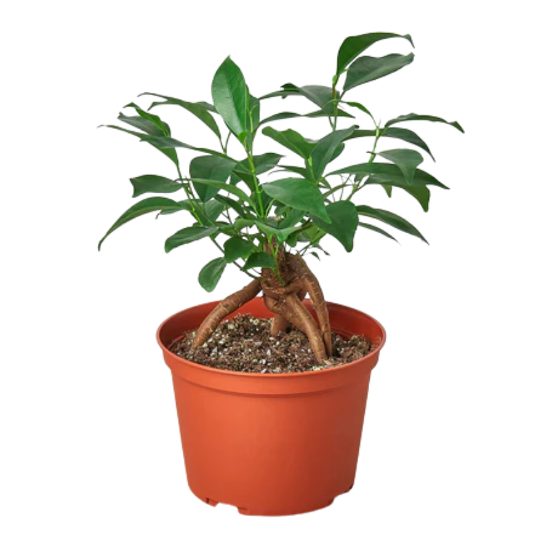 Ginseng Ficus - Thumbnail 3
