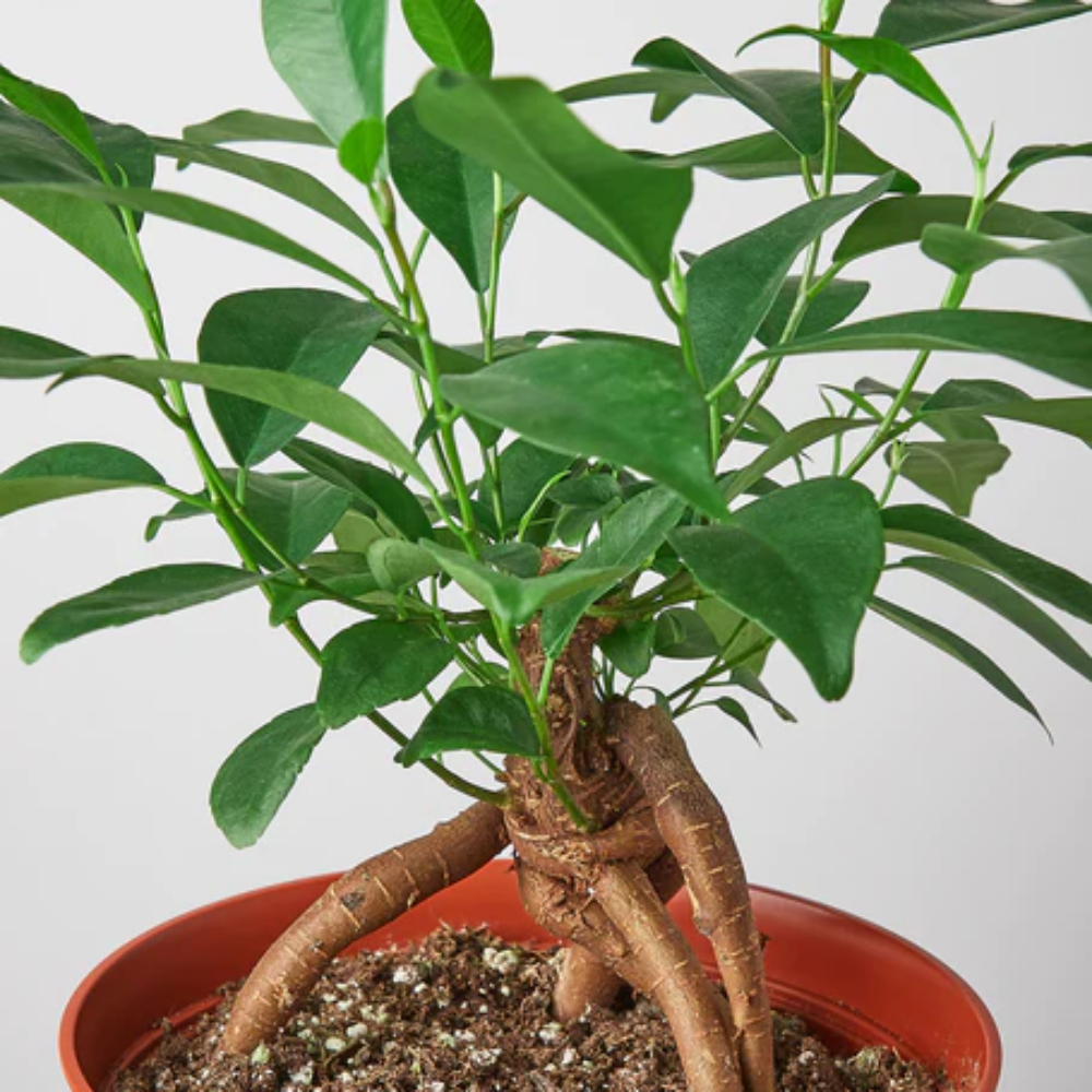 Ginseng Ficus