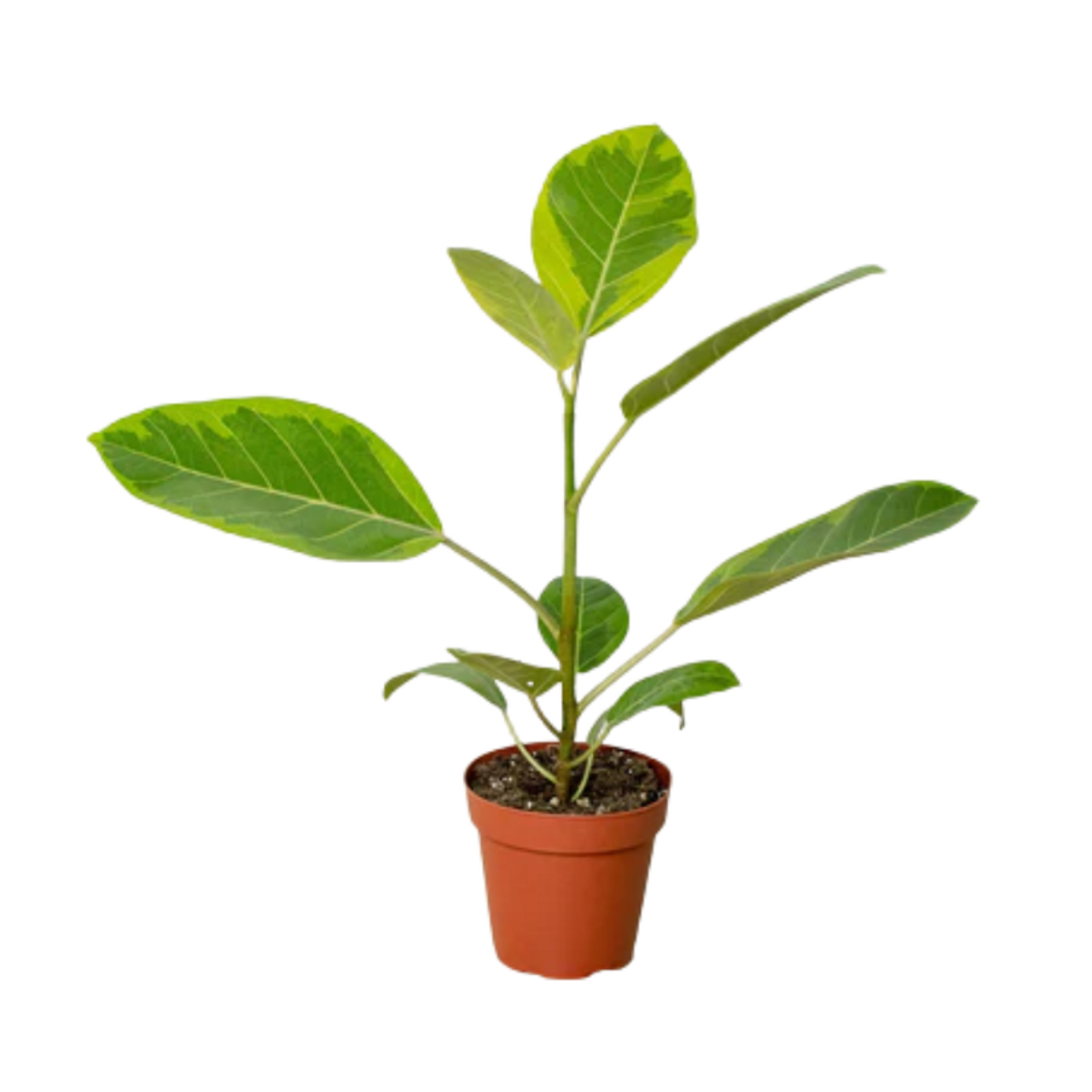 How To Grow And Care For A Ficus Tree (2024 Guide)